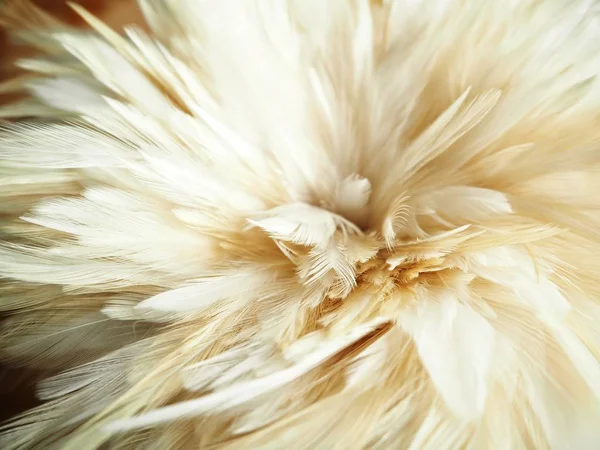 Närbild av vita fjädrar — Stockfoto