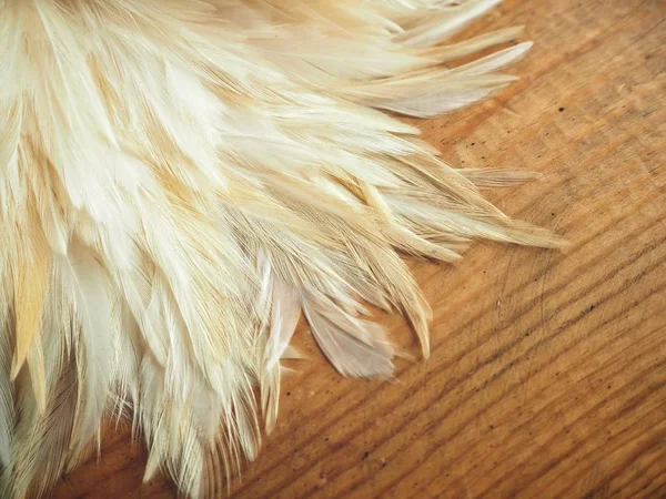 Närbild av vita fjädrar — Stockfoto