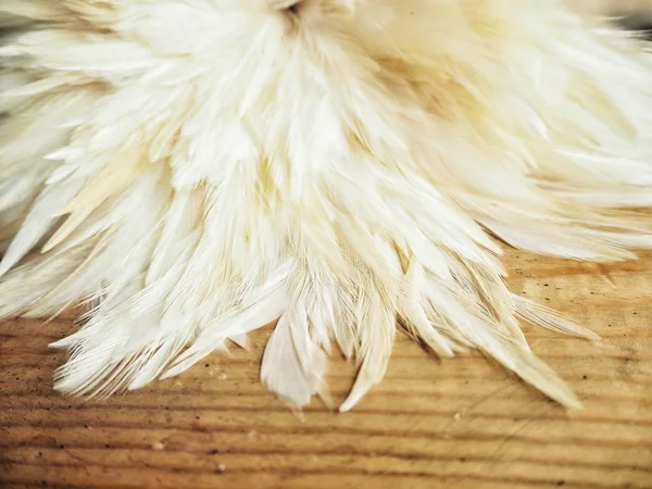 Beyaz tüyler yakın çekim