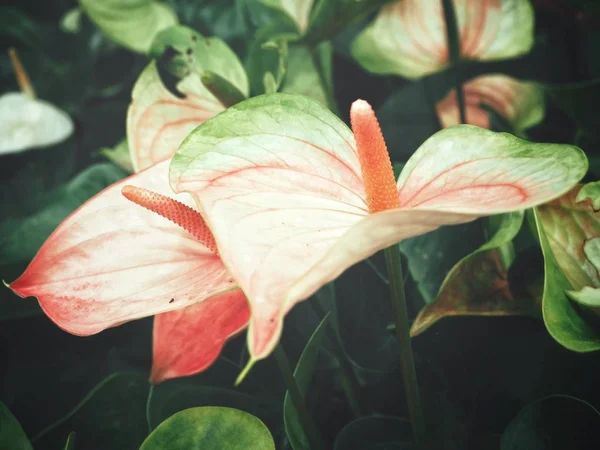 Close up of flamingo flowers — Stock Photo, Image