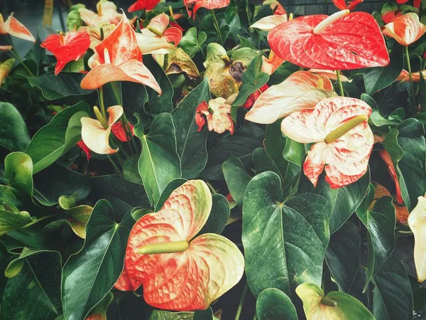 Close up of flamingo flowers — Stock Photo, Image