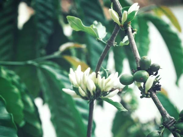 咖啡植物与花 — 图库照片