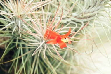 Kaktüs iğneler dokulu arka plan görünümünü kapat