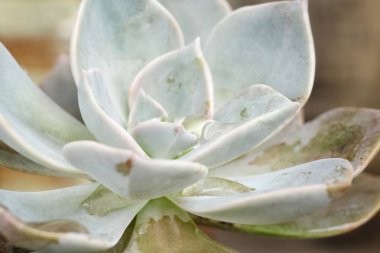 Kaktüs özgeçmişlerine yeşil, yakın çekim