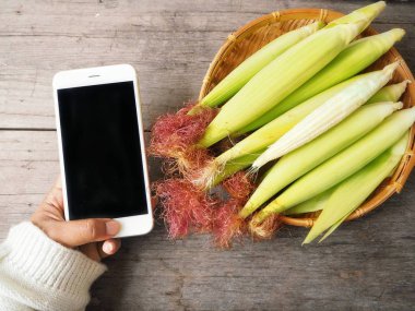 üstten görünüm taze bebek Mısır koçanı ve el içinde smartphone