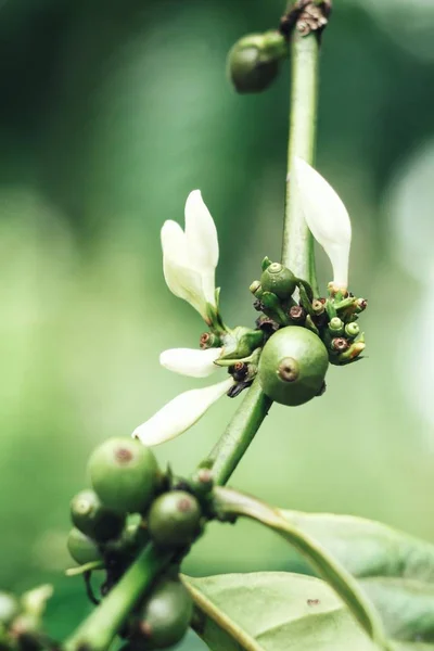Nahaufnahme Der Weiß Blühenden Kaffeepflanze — Stockfoto