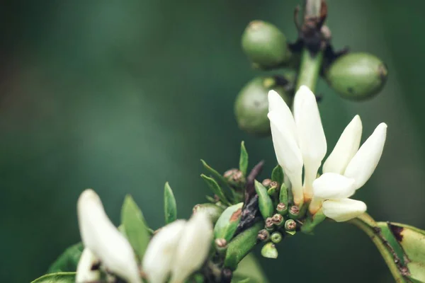 Zavřít Pohled Bílé Kvetoucí Rostliny Kávy — Stock fotografie