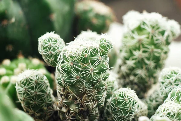 Vista Vicino Aghi Cactus Sfondo Strutturato — Foto Stock