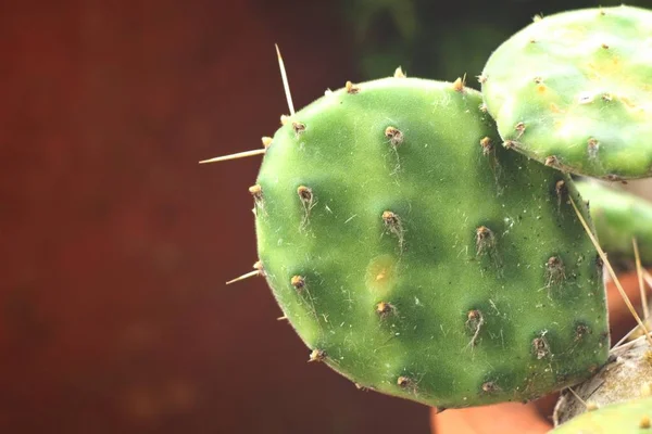 Vista Cercana Las Agujas Cactus Fondo Texturizado —  Fotos de Stock