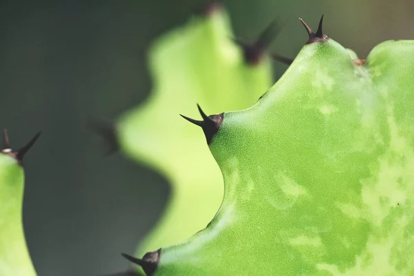 Weergave Van Cactus Naalden Gestructureerde Achtergrond Sluiten — Stockfoto