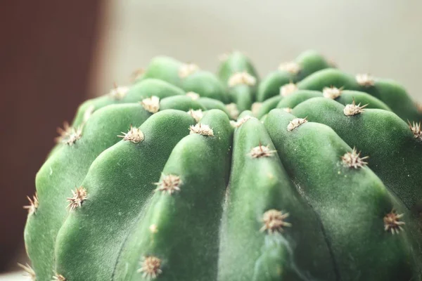 Weergave Van Cactus Naalden Gestructureerde Achtergrond Sluiten — Stockfoto