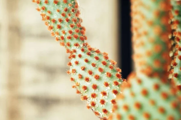 Close View Cactus Needles Textured Background — Stock Photo, Image