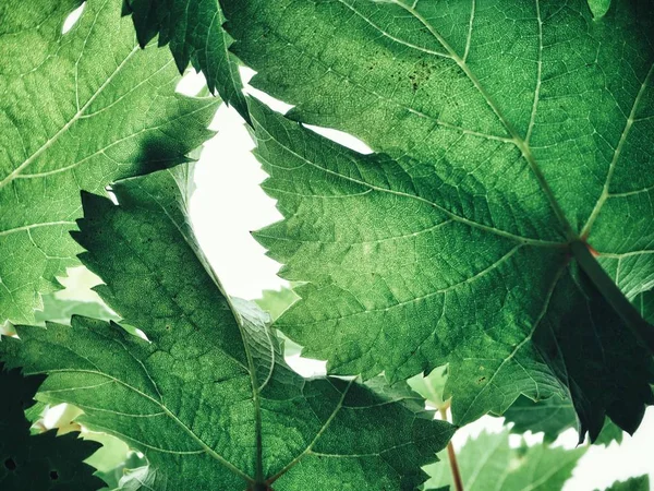 Folhas Uva Verde Fresca Contra Fundo Branco — Fotografia de Stock