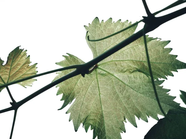 Folhas Uva Verde Fresca Contra Fundo Branco — Fotografia de Stock