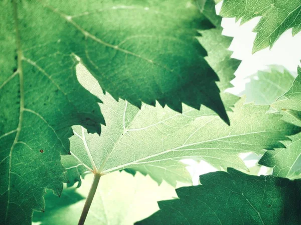 Folhas Uva Verde Fresca Contra Fundo Branco — Fotografia de Stock