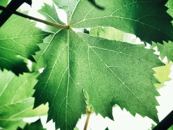 Folhas Uva Verde Fresca Contra Fundo Branco — Fotografia de Stock