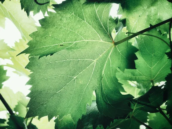 Folhas Uva Verde Fresca Contra Fundo Branco — Fotografia de Stock