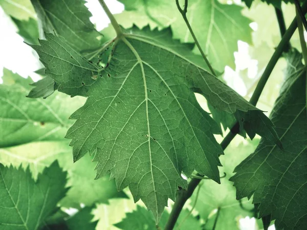 Folhas Uva Verde Fresca Contra Fundo Branco — Fotografia de Stock