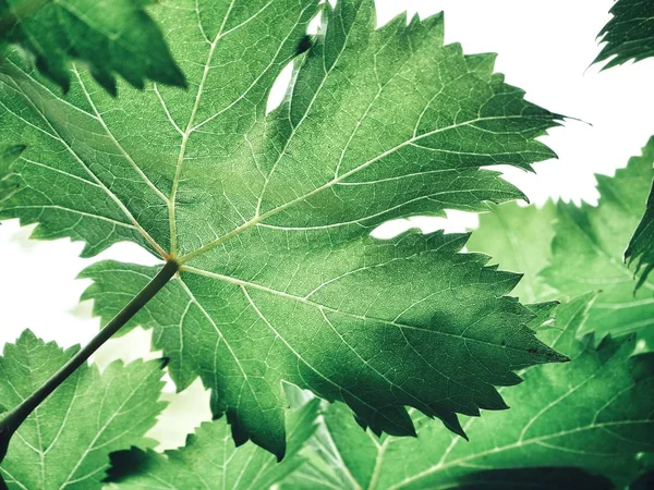 Folhas Uva Verde Fresca Contra Fundo Branco — Fotografia de Stock