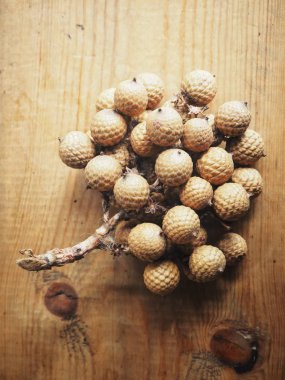 Arka plan, Palm'da meyvelerini yakın çekim