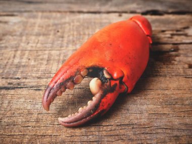 Yengeç pençesi arka plan üzerinde yakın çekim