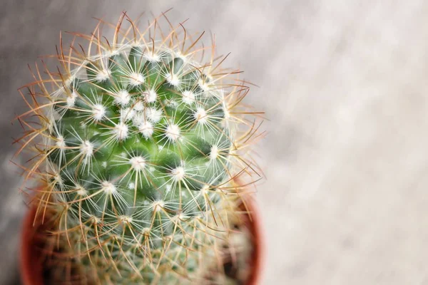 Close View Cactus Needles Textured Background — Stock Photo, Image