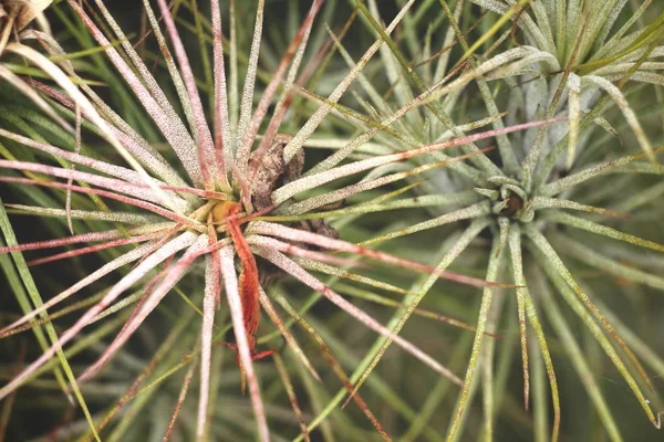 Vista Vicino Aghi Cactus Sfondo Strutturato — Foto Stock