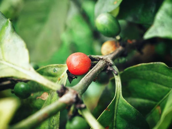 Vista Cercana Maduración Granos Café Árbol —  Fotos de Stock