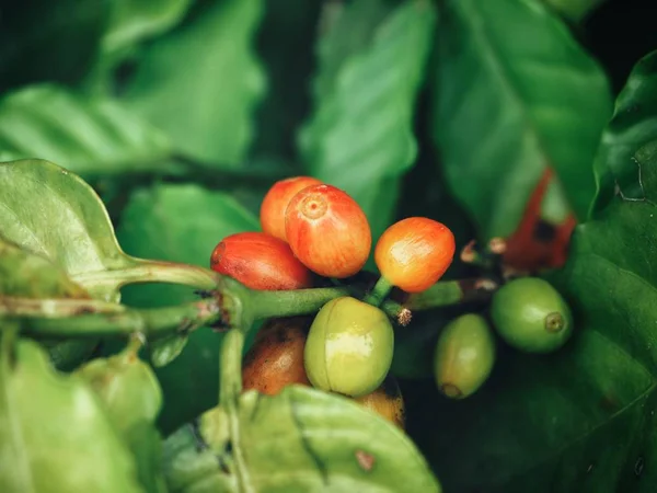 树上成熟咖啡豆的特写图 — 图库照片