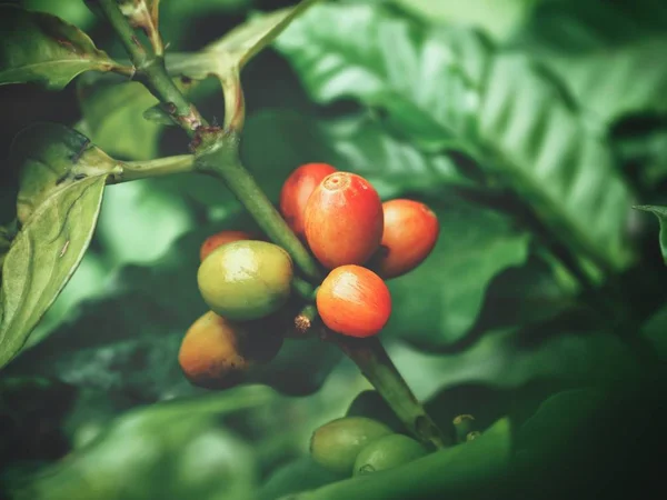 树上成熟咖啡豆的特写图 — 图库照片
