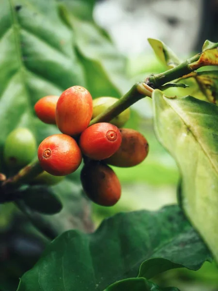 木のコーヒー豆の成熟の表示を閉じる — ストック写真