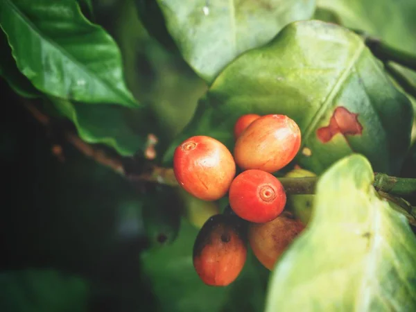 木のコーヒー豆の成熟の表示を閉じる — ストック写真