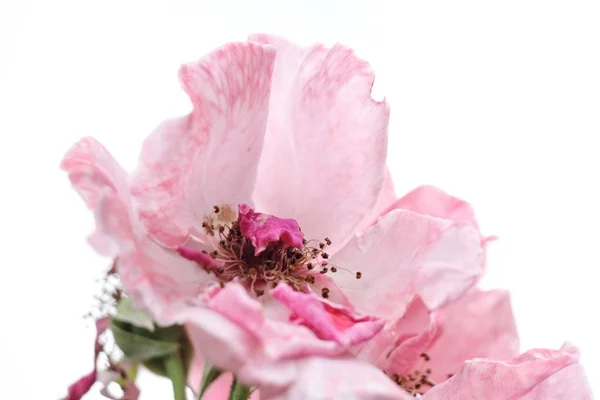 Hermoso Florecimiento Orquídeas Rosadas Aisladas Blanco —  Fotos de Stock