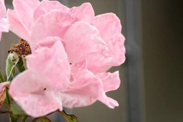 Красивая Цветущая Розовая Орхидея Номере — стоковое фото