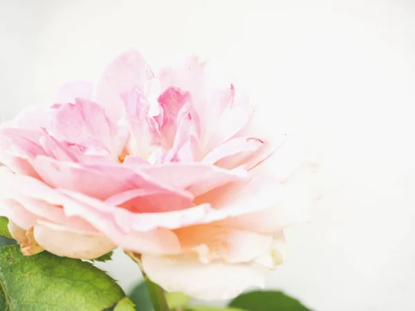 Красивая Цветущая Розовая Орхидея Солнечным Светом — стоковое фото