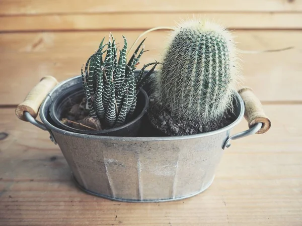 Kaktusz Bankot Háttérben Közelről — Stock Fotó