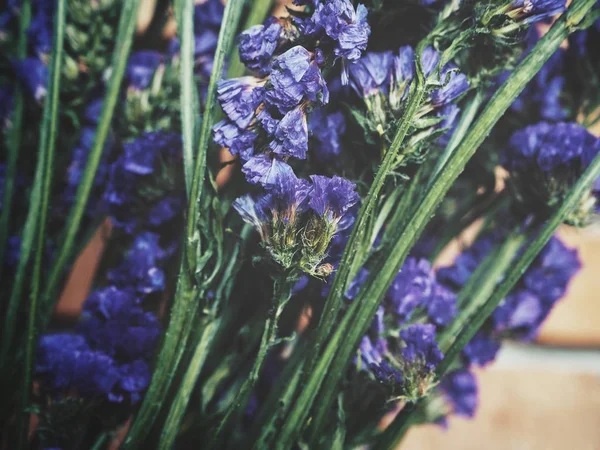 Arka plan üzerinde mor çiçekler kuru, yakın çekim