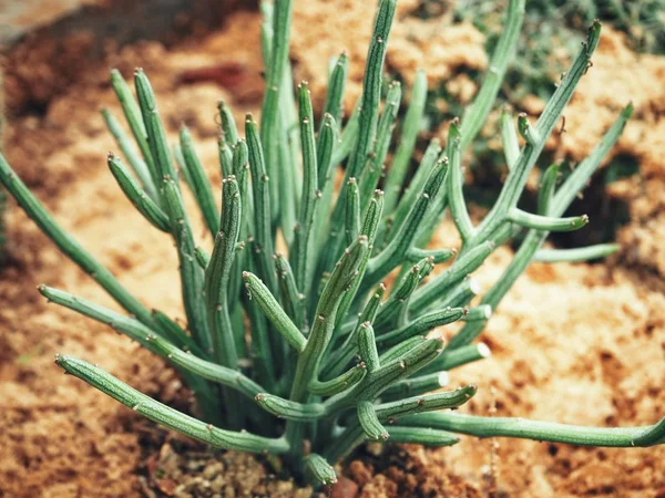 Vert Cactus Sur Fond Gros Plan — Photo