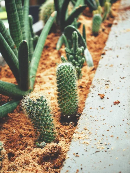 Zöld Kaktusz Háttér Közelről — Stock Fotó