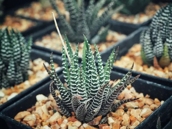 Close Van Groene Cactus Plant Pot — Stockfoto