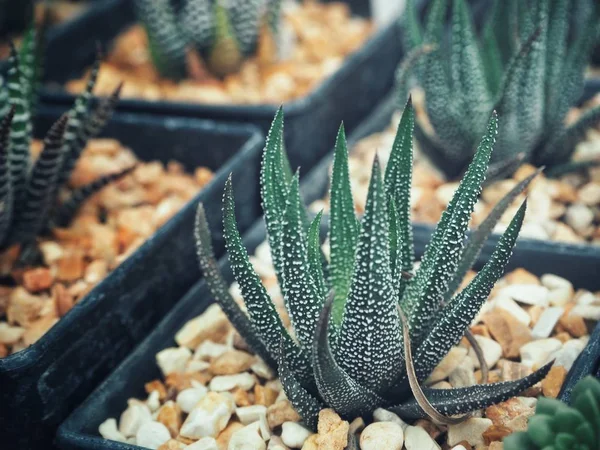 Close Van Groene Cactus Plant Pot — Stockfoto
