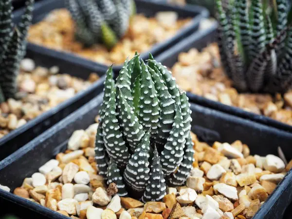 Vista Cerca Planta Cactus Verde Maceta — Foto de Stock