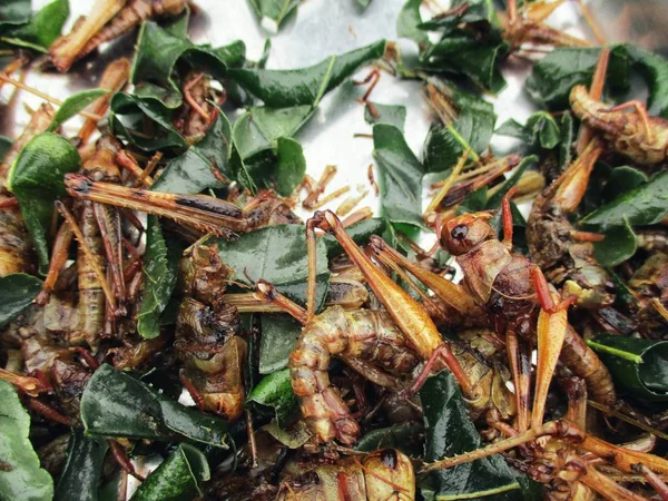 Fried insects asia food — Stock Photo, Image