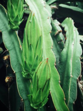 ağaç üzerinde egzotik dragon meyve görünümü kadar kapatın