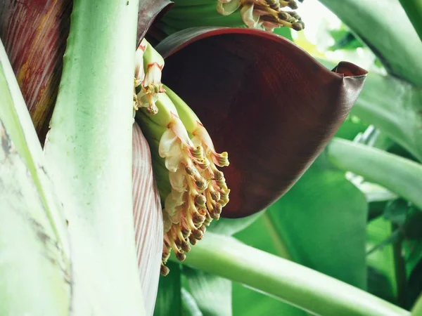 Zavřít Pohled Trs Zelených Banánů Palmu — Stock fotografie