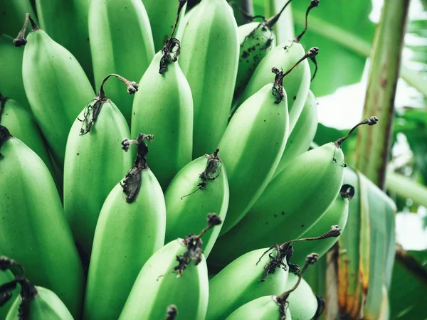 Vista Cercana Del Racimo Plátanos Verdes Palmera — Foto de Stock