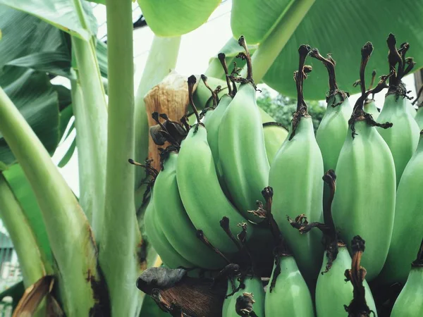 Vue Rapprochée Bouquet Bananes Vertes Sur Palmier — Photo