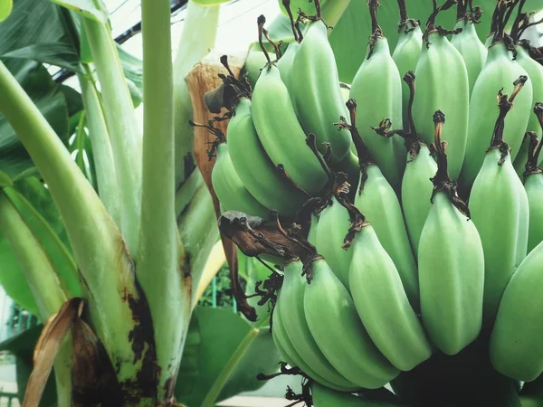 Vue Rapprochée Bouquet Bananes Vertes Sur Palmier — Photo