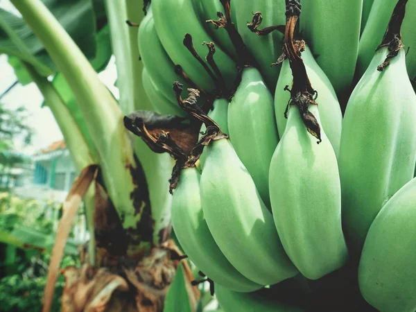 Weergave Van Bos Van Groene Bananen Palmboom Sluit — Stockfoto