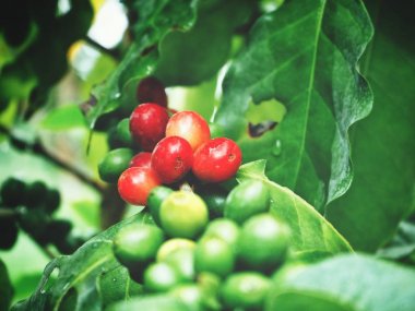 Kahve çekirdekleri ağaç üzerinde olgunlaşma görünümü Kapat 